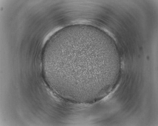 X0000065971117200603172043