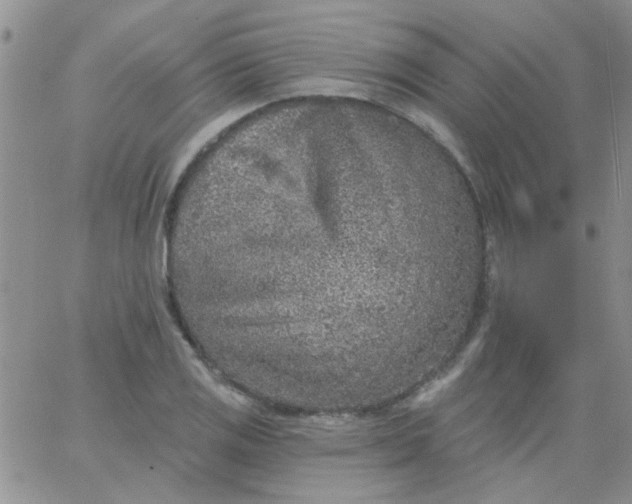 X0000065971125200603172043