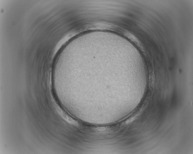 X0000065971130200603172043