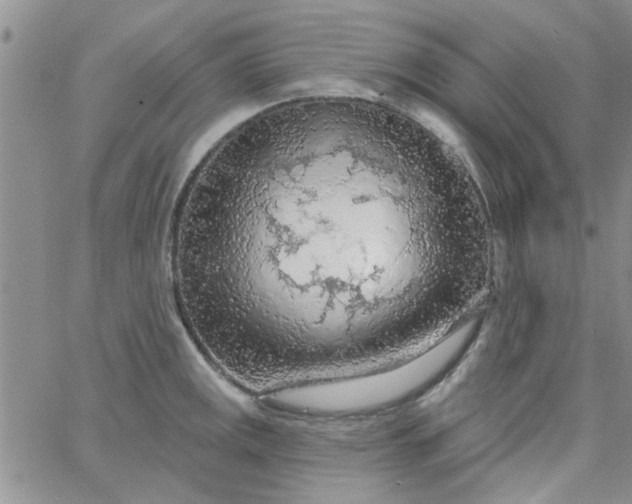 X0000065971141200603172043