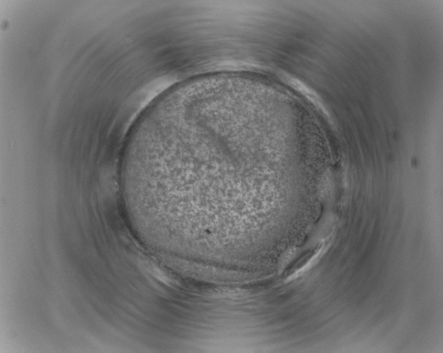 X0000065971170200603172043