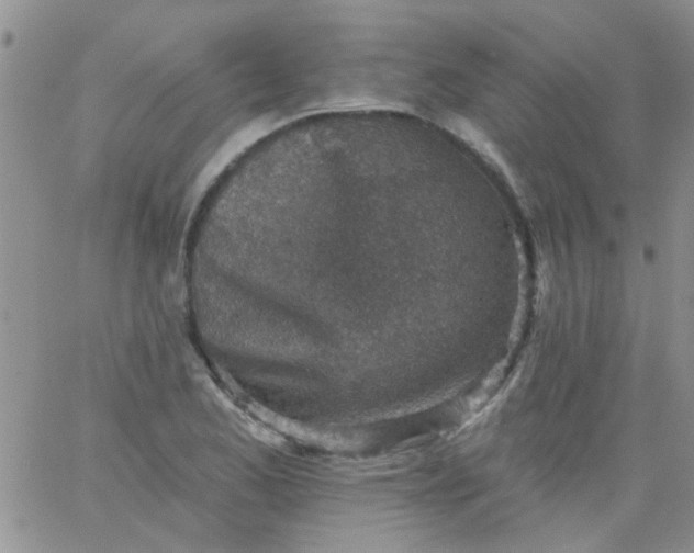 X0000065971173200603172043