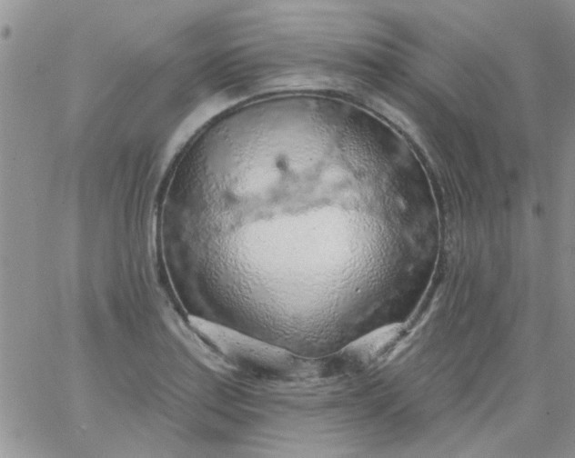 X0000065971179200603172042