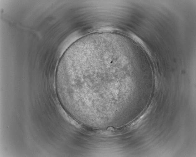 X0000065971194200603172042