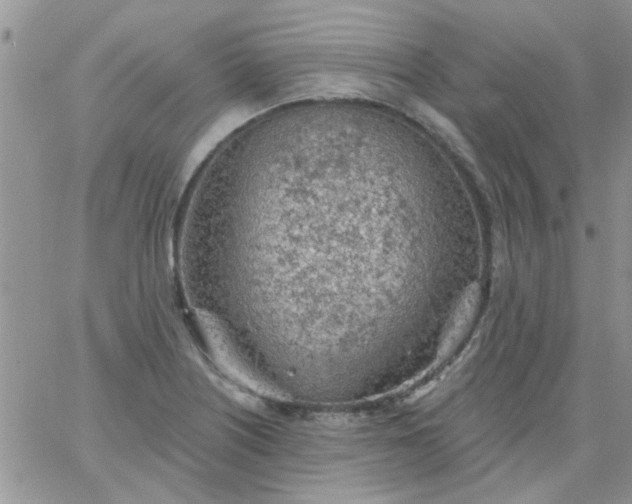 X0000065971226200603172042