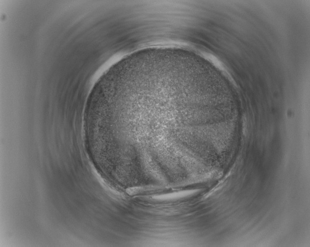 X0000065971229200603172042