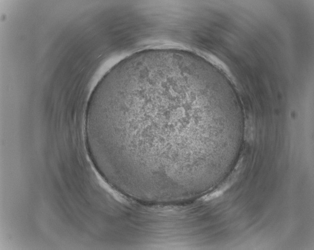 X0000065971231200603172042