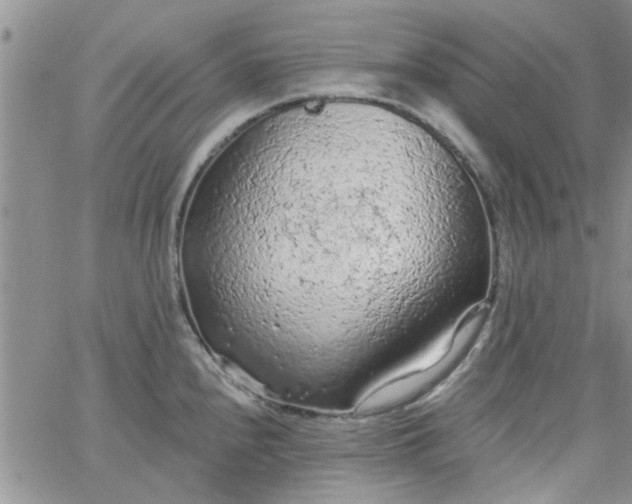 X0000065971240200603172042