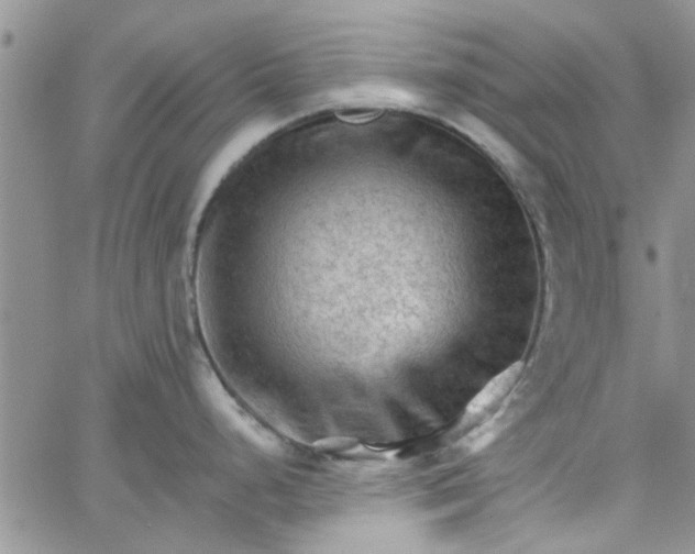 X0000065971248200603172042