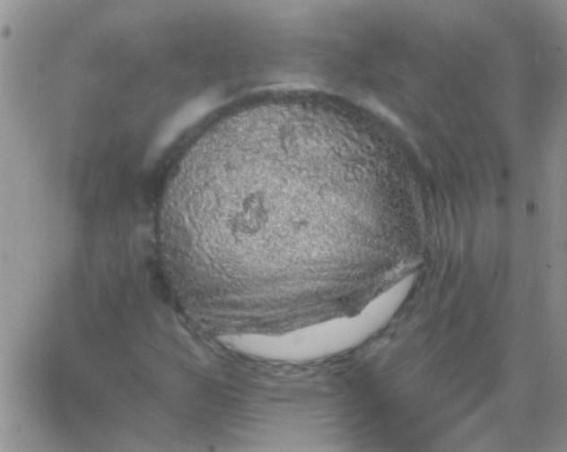 X0000065971255200603172041