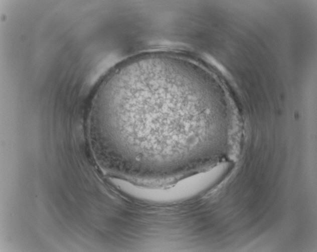 X0000065971259200603172041