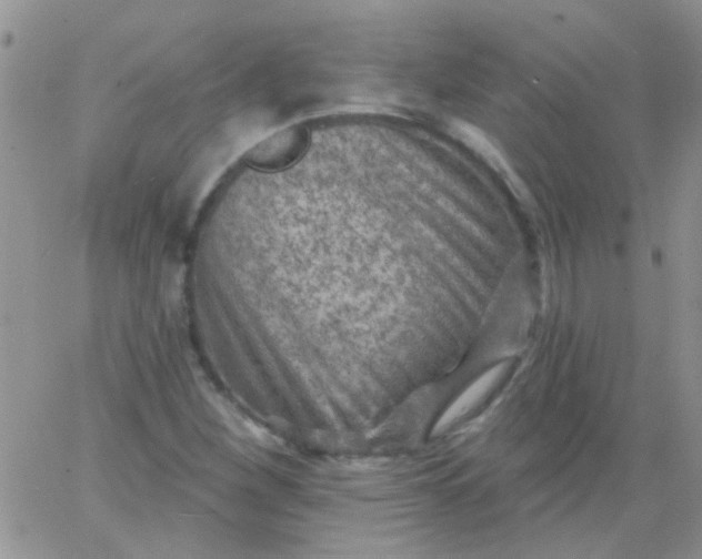 X0000065971260200603172041