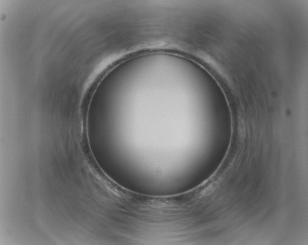 X0000065971270200603172041