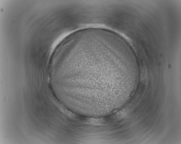 X0000065971271200603172041