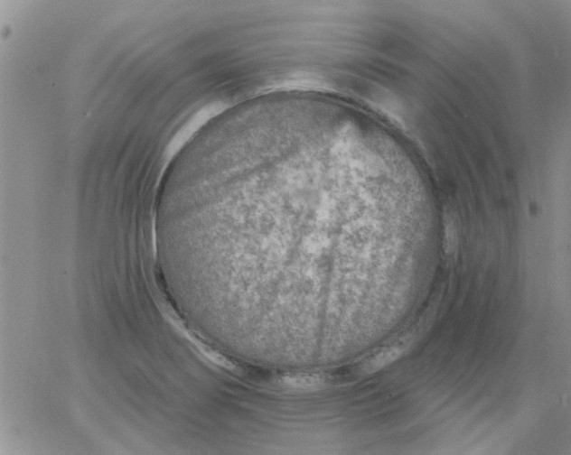 X0000065971274200603172041