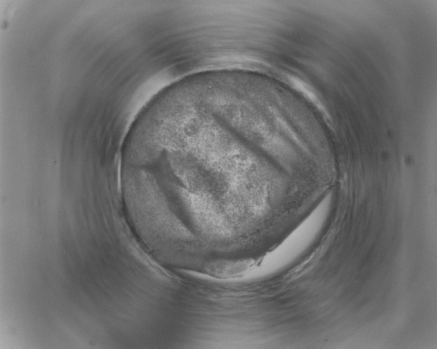 X0000065971275200603172041