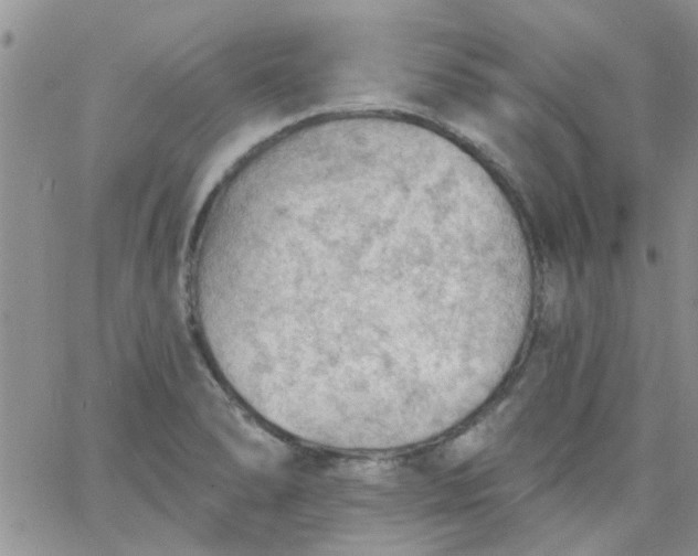 X0000065971278200603172041