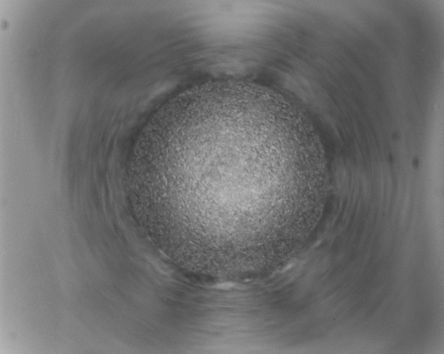 X0000065971297200603172040