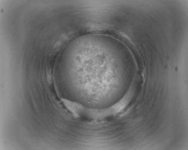 X0000065971348200603172040