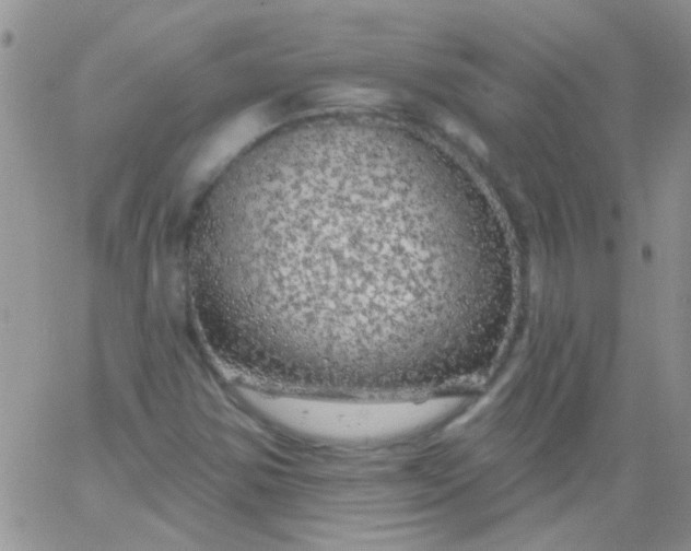 X0000065971354200603172040