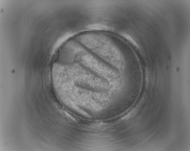 X0000065971358200603172040