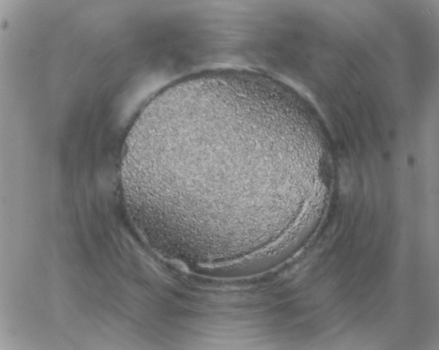 X0000065971359200603172040