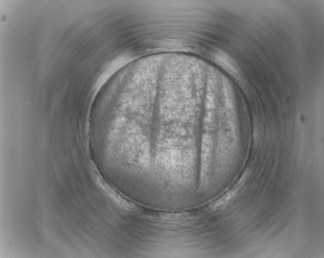 X0000065971378200603172039