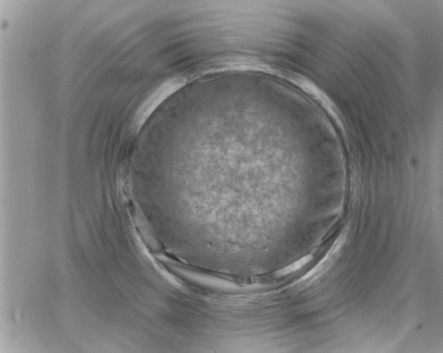 X0000065971385200603172039