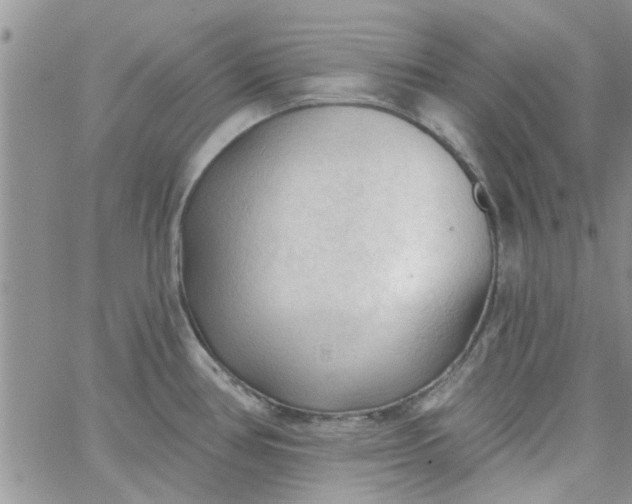 X0000065971386200603172039