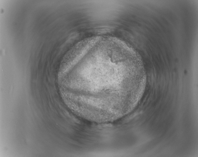 X0000065971393200603172038