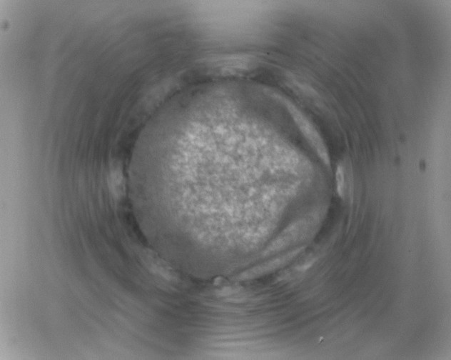 X0000065971395200603172038