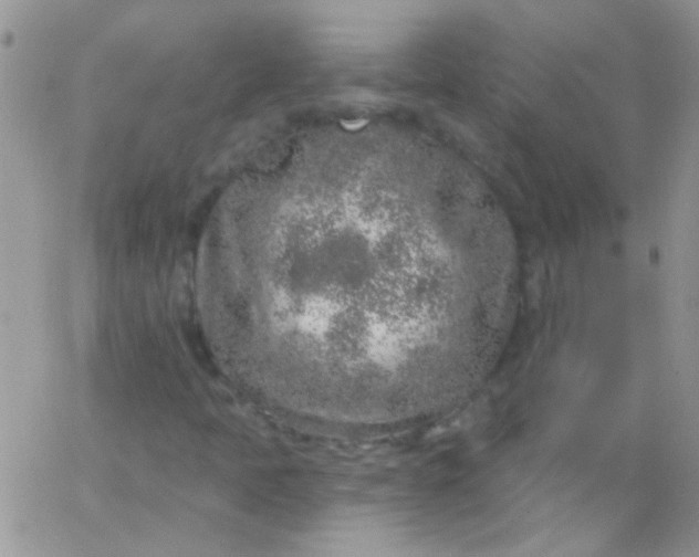 X0000065971397200603172038