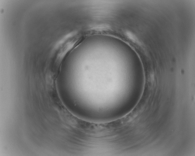 X0000065971398200603172038