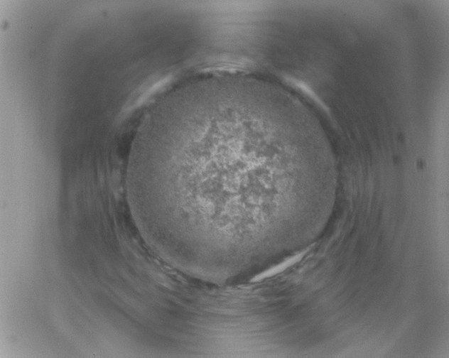 X0000065971399200603172038