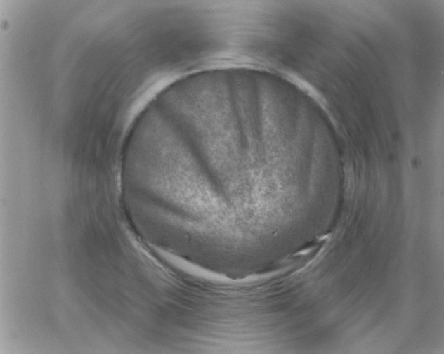 X0000065971415200603172039