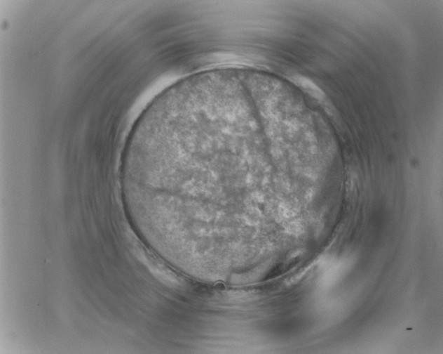 X0000065971427200603172039