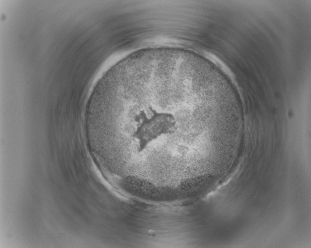 X0000065971429200603172039