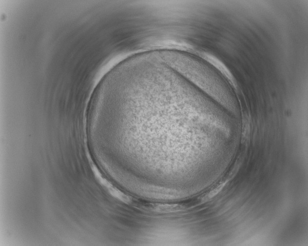 X0000065971439200603172039