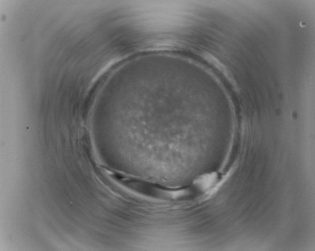 X0000065971449200603172038