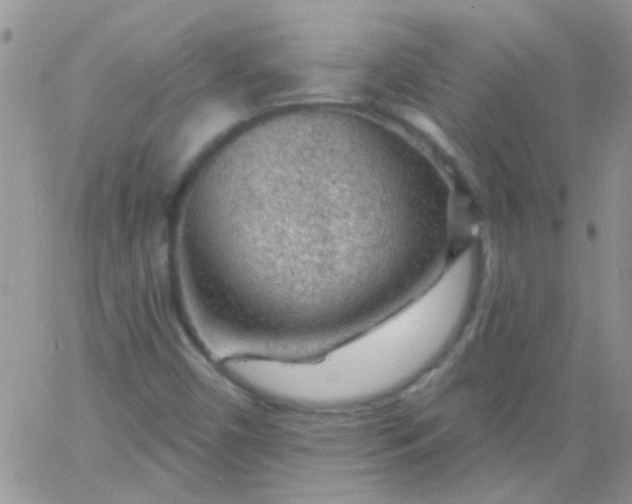 X0000065971450200603172038