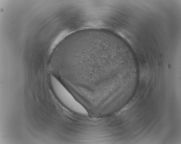 X0000065971459200603172038