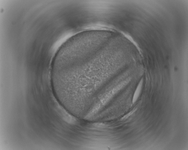 X0000065971463200603172038