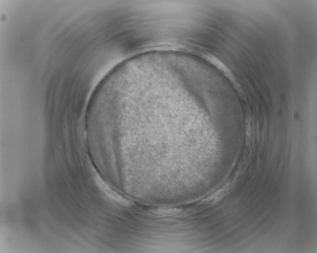 X0000065971466200603172038