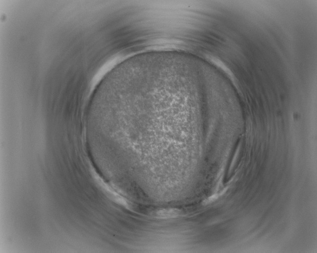 X0000065971467200603172038