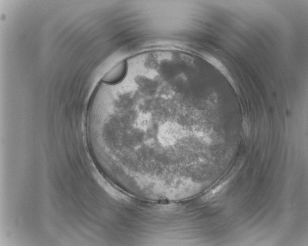 X0000065971482200603172038