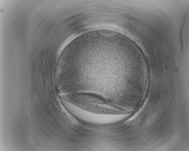 X0000065971529200603172037