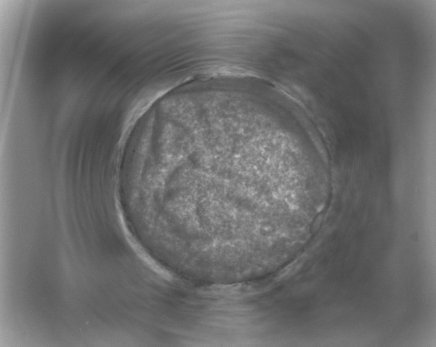 X0000065970049200603241924