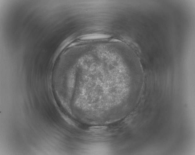 X0000065970051200603241924