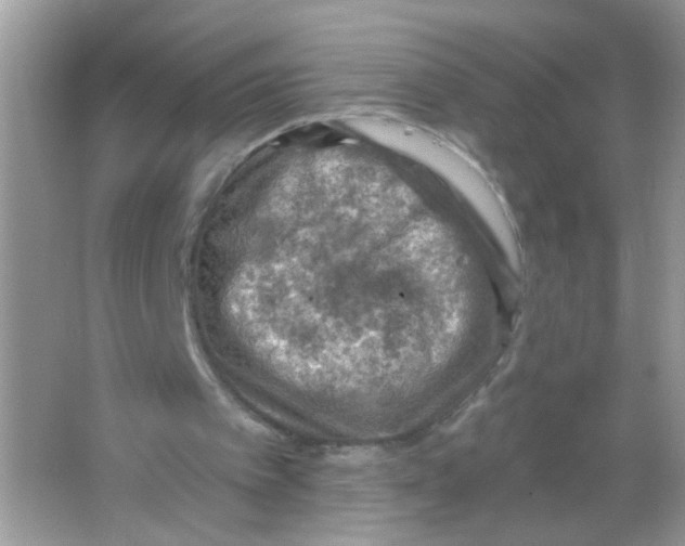 X0000065970097200603241924