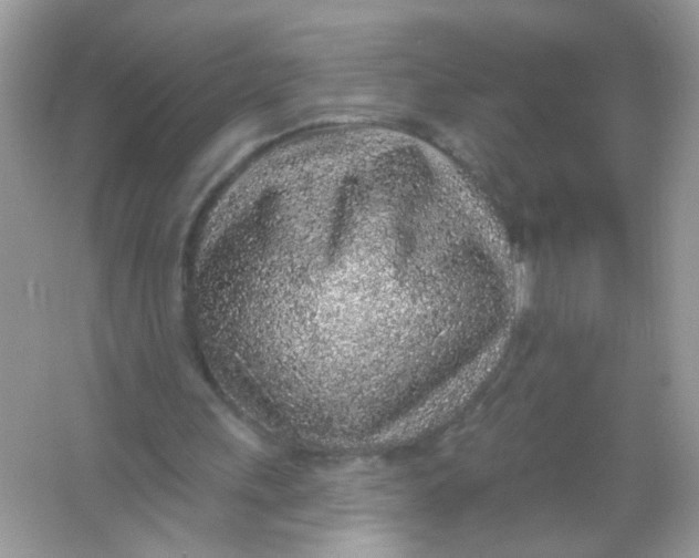 X0000065970243200603241920